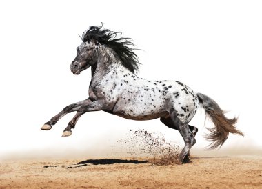 Appaloosa horse play in summer clipart