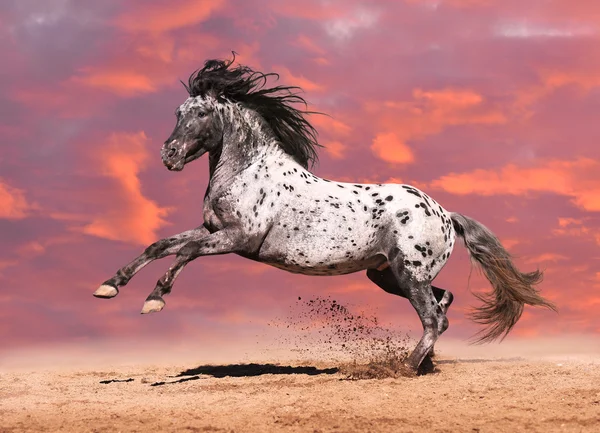 Appaloosa άλογο παιχνίδι καλοκαίρι — Φωτογραφία Αρχείου