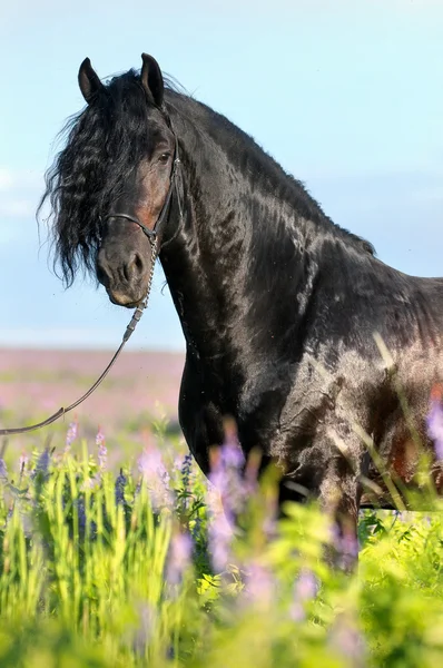 Black horse portrait in summer — Stock Photo, Image