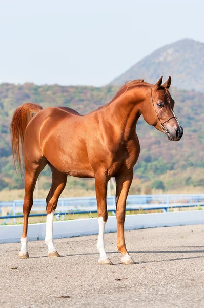 Exterior de castanha garanhão cavalo árabe — Fotografia de Stock