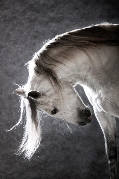Koyu arka plan üzerinde beyaz at — Stok fotoğraf