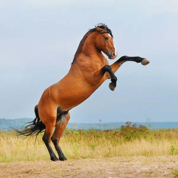 Bay horse rearing up on the meadow — Stock Photo, Image