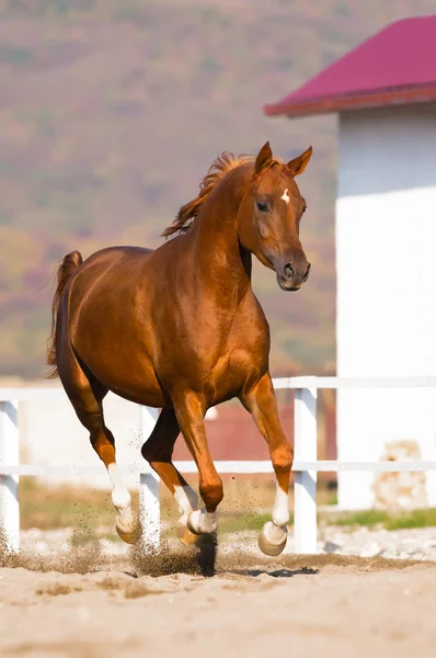 Chestnut arabian horse runs gallop — Stock Photo, Image