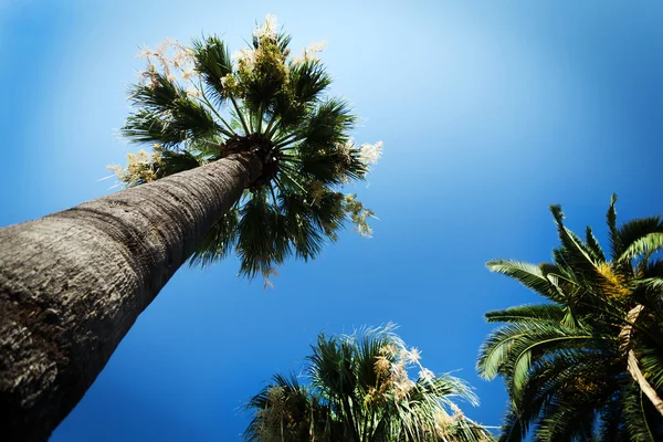 stock image Palm Trees