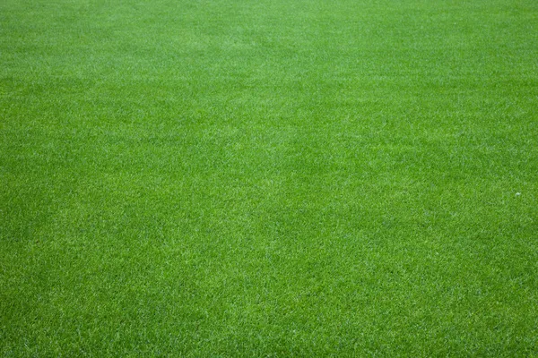 stock image Green grass