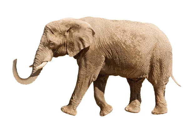 Slon izolovaný na bílém — Stock fotografie