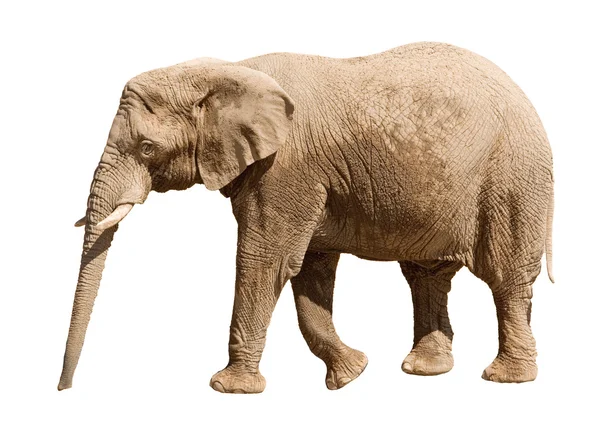 Elefante isolato su bianco — Foto Stock