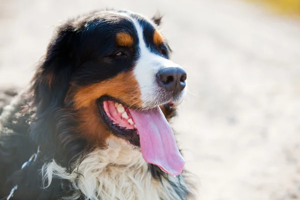 Bernese dağ köpeği portre — Stok fotoğraf