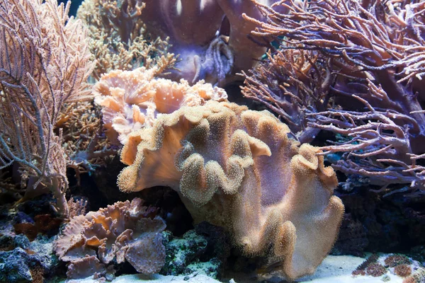 Vida submarina, Peces, arrecife de coral — Foto de Stock
