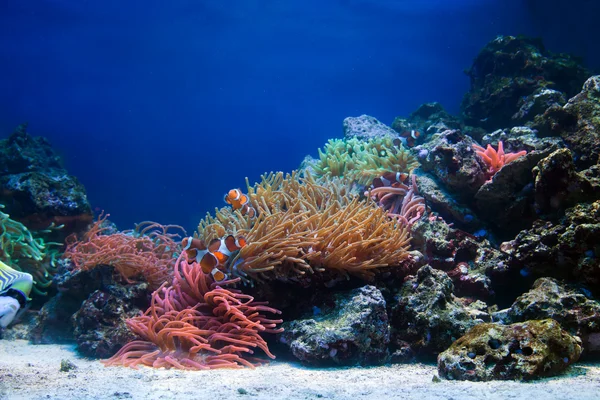 Undervattens liv, fisk, korallrev — Stockfoto