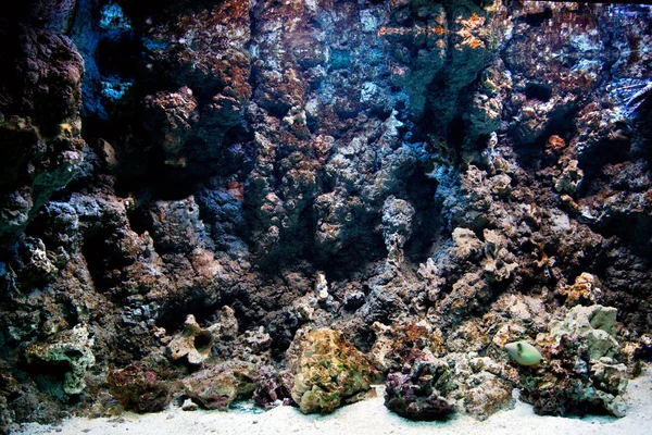 水中での生活、魚、サンゴ礁 — ストック写真