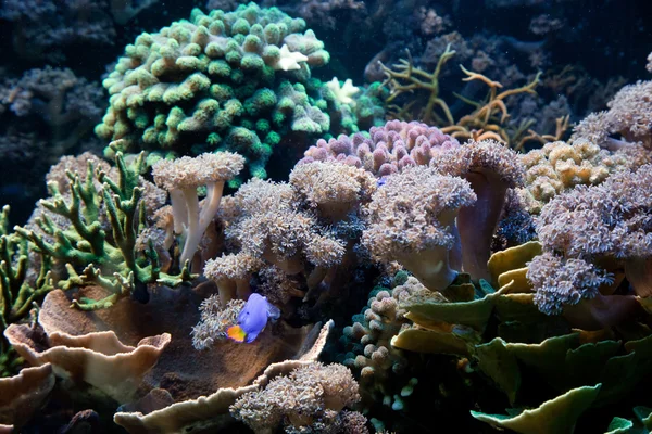 Onderwater leven, vissen, koraal rif — Stockfoto