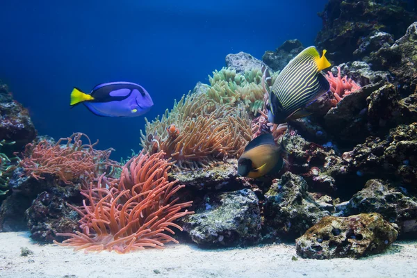 Onderwater leven, vissen, koraal rif — Stockfoto