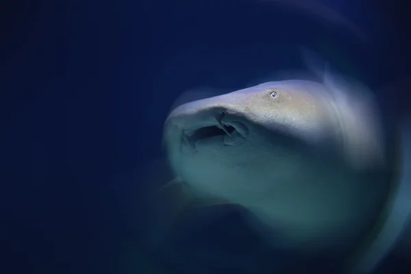 Tiburón en acción abstracta, movimiento . —  Fotos de Stock