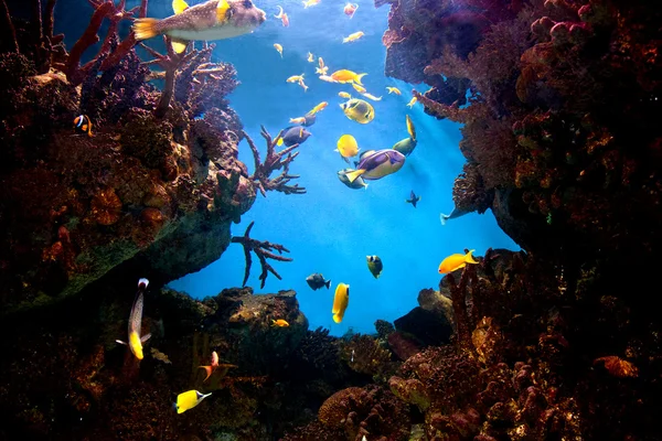 Vue sous-marine, poissons, récif corallien — Photo