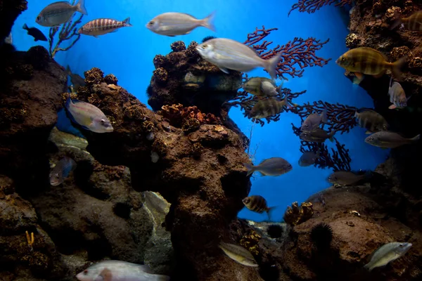 Sualtı görüntüleme, balık, mercan — Stok fotoğraf