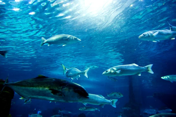 水下的看法、 鱼、 阳光 — 图库照片