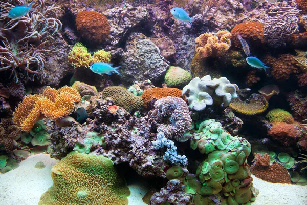 Onderwater weergave, vissen, koraal rif — Stockfoto