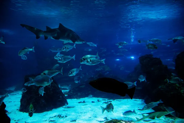 Vista submarina, peces, luz solar — Foto de Stock