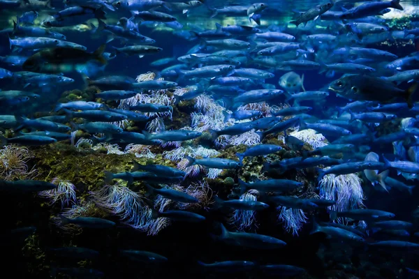물고기, 산호초, 수 중 보기 — 스톡 사진