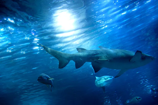 Vista submarina, peces, luz solar — Foto de Stock