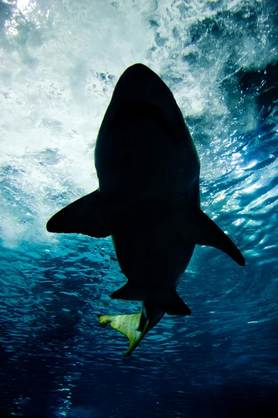 Sílhueta de tubarão subaquática — Fotografia de Stock
