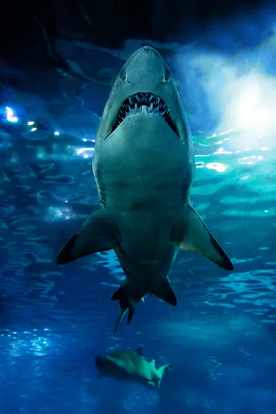 Haai silhouet onderwater — Stockfoto