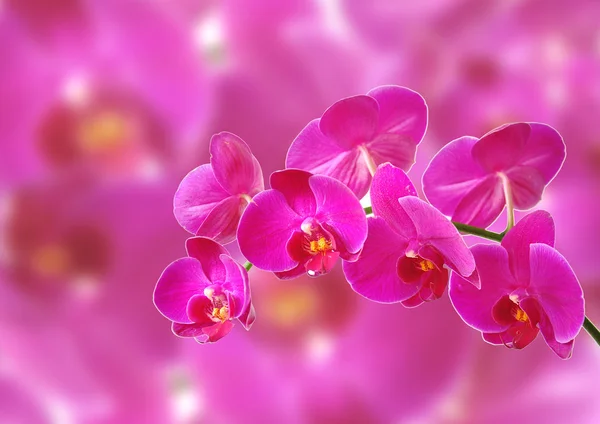 stock image Pink orchid