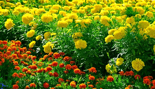 Stock image Flowers