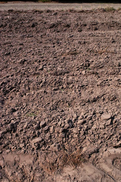 Gleby świeże tło zbliżenie — Zdjęcie stockowe