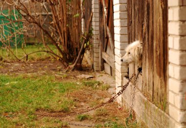 beyaz köpek