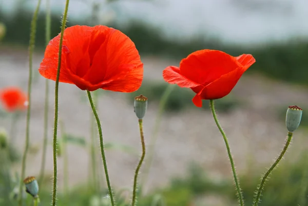 Poppies on green meadow — Stock Photo, Image
