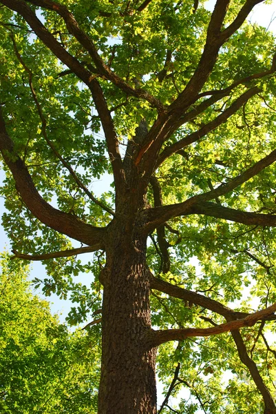 Branches of the oak — Stock Photo, Image