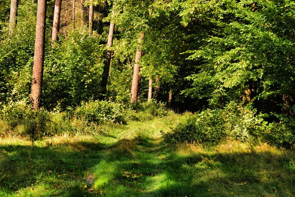 Bosbouw weg in de herfst — Stockfoto