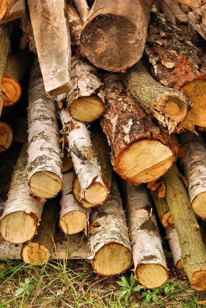 Stos drewna brzozowego w lesie — Zdjęcie stockowe
