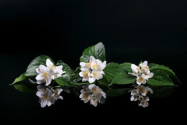 stock image Beautiful Fresh Jasmine Flower