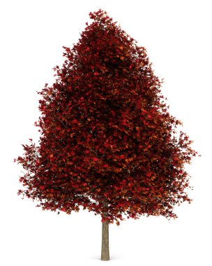 Red american sweetgum tree isolated on white background clipart