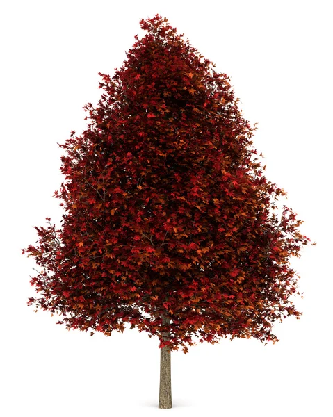 stock image Red american sweetgum tree isolated on white background