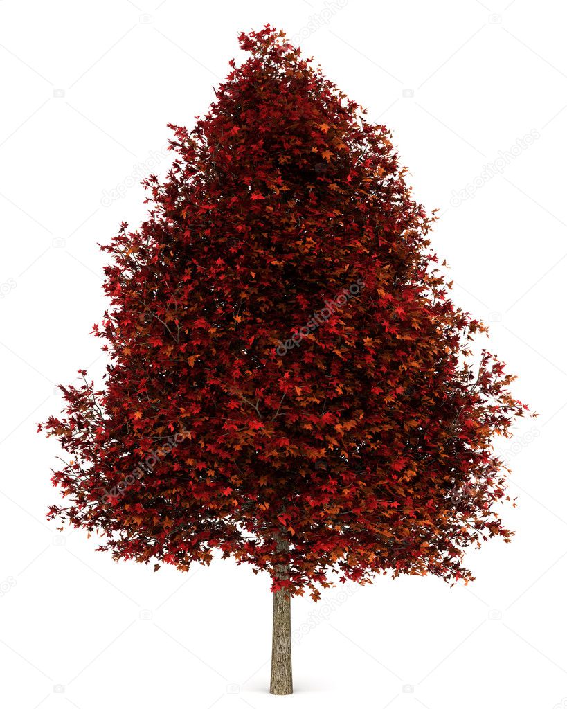 Red american sweetgum tree isolated on white background