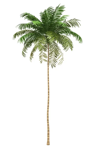 Areca palmy na białym tle na białym tle ze ścieżką przycinającą — Zdjęcie stockowe