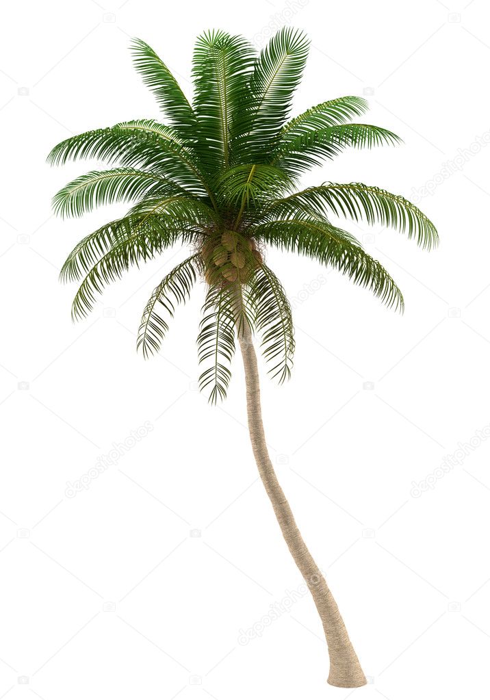 Coconut palm tree isolated on white background with clipping path