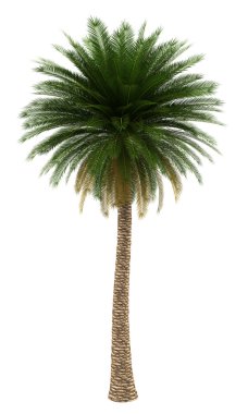 Canary island date palm tree isolated on white background clipart