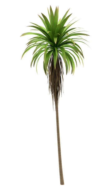 Горная пальма капусты на белом фоне — стоковое фото