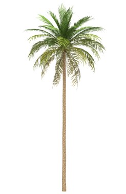 Date palm tree isolated on white background clipart