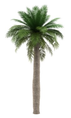 Chilean wine palm tree isolated on white background clipart
