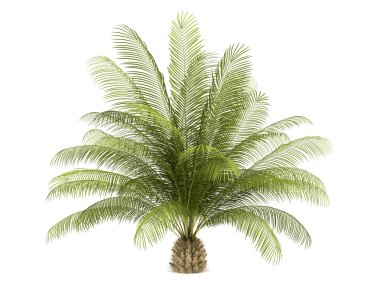 Oil palm tree isolated on white background clipart
