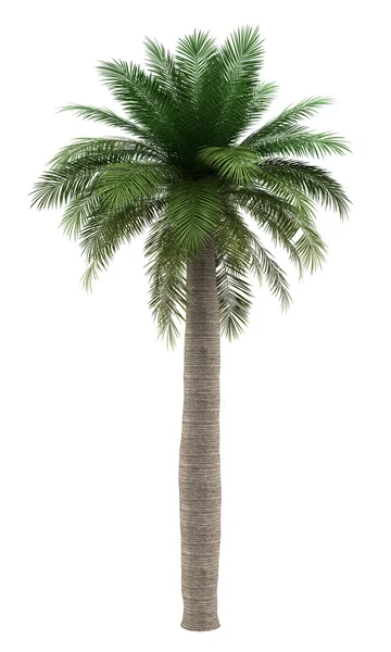 Chileense wijn palm tree geïsoleerd op witte achtergrond — Stockfoto