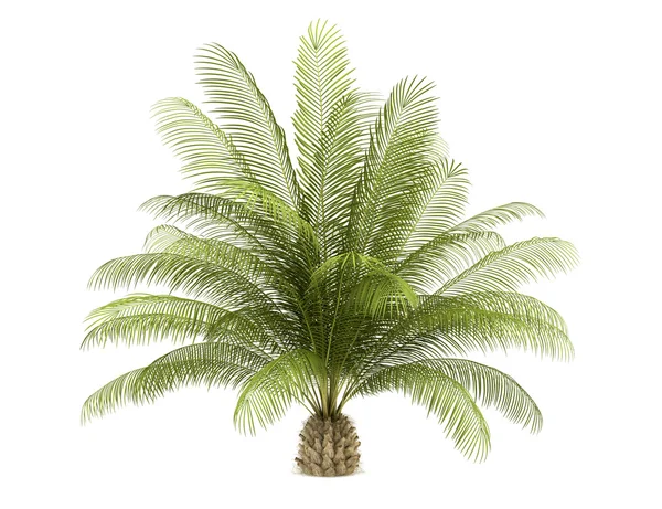 Beyaz arka plan üzerinde izole petrol palmiye ağacı — Stok fotoğraf