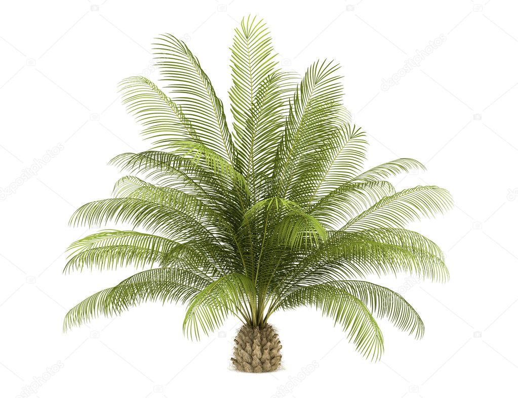 Oil palm tree isolated on white background