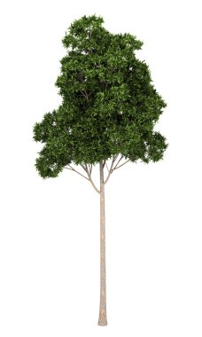 Sugar Gum tree isolated on white background clipart